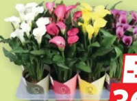 Zantedeschia Cover 13cm