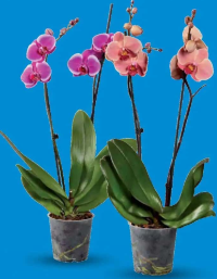 Phalaenopsis cu 2 tije florale 1 buc.