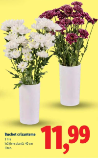 Lidl Buchet crizanteme 3 fire 40 cm