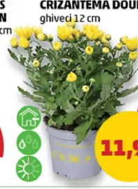 CRIZANTEMĂ DOUBLE ghiveci 12 cm