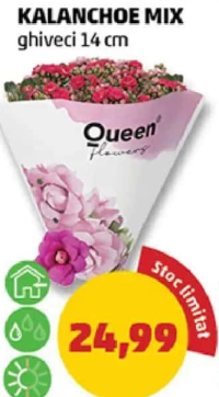 Queen Flowers KALANCHOE MIX ghiveci 14 cm