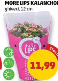 MORE LIPS KALANCHOE ghiveci, 12 cm