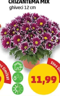 CRIZANTEMĂ MIX ghiveci 12 cm