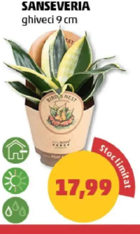 SANSEVERIA ghiveci 9 cm