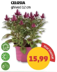 CELOSIA ghiveci 12 cm