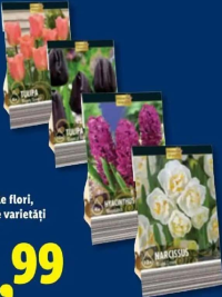 Bulbi de flori, diverse varietăți 2-8 bulbi