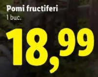 Pomi fructiferi 1 buc.