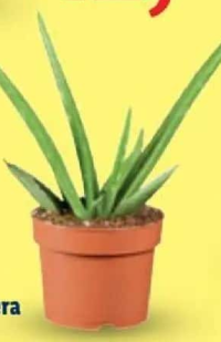 Aloe vera 10.5 cm