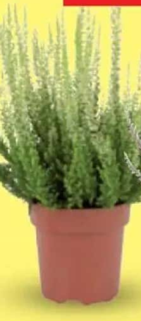 Calluna vulgaris 12 cm