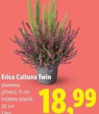 Erica Calluna Twin diametru ghiveci: 11 cm înălțime plantă: 30 cm