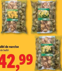 Bulbi de narcise 45 de bulbi