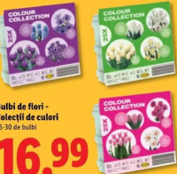 Bulbi de flori - Colecții de culori 25-30 de bulbi