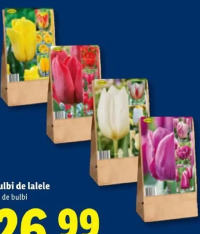Bulbi de lalele 30 de bulbi