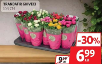 Trandafir ghiveci 10.5 cm