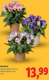 Eustoma 1 buc.