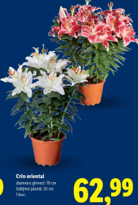 Crin oriental 19 cm 1 buc.