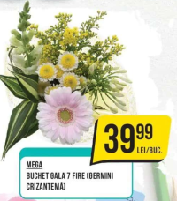 MEGA BUCHET GALA 7 FIRE (GERMINI CRIZANTEMĂ)