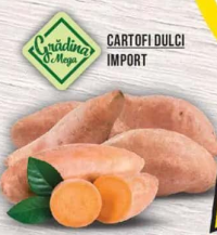 Grădina Mega Cartofi Dulci Import
