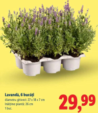 Lavandă, 6 bucăți