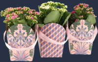 Kalanchoe in ambalaj cadou, D12 cm, H27 cm