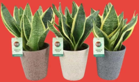 Mondo Verde Sansevieria superba, ghiveci ceramic, inaltime 35-40 cm