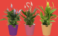 Crinul pacii (Spathiphyllum Surprising Moods), H 30 cm