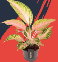 Aglaonema Eyecatcher, D12 cm, H40 cm
