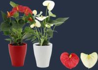 Anthurium, D9 cm, H30 cm