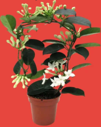 Iasomie de Madagascar (Stephanotis floribunda Fleur Parfum), H 45 cm
