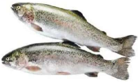 Pescăria Selgros Păstrăv eviscerat per kg