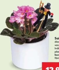 Saint Paulia diametru vas: 9-10 cm înălțime plantă: 15cm buc