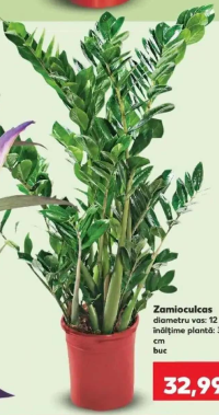 Zamioculcas diametru vas: 12 cm înălțime plantă: 35 cm