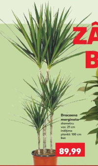 Dracaena marginata diametru vas: 21 cm înălțime plantă: 100 cm buc
