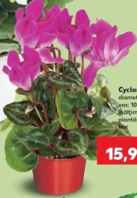 Cyclamen diametru vas: 10,5 cm înălțime plantă: 18 cm