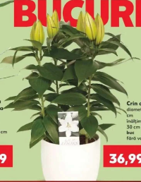 Crin oriental diametru vas: 13 cm înălțime plantă: 30 cm buc