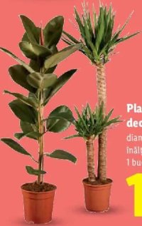Plante verzi decorative maxi 1 buc.