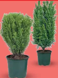 Plante conifere 1 buc.