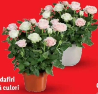 Trandafiri două culori 1 buc.