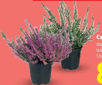 Calluna vulgaris 1 buc.