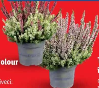 Calluna Colour Crown 1 buc.