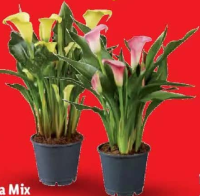 Calla Mix 1 buc.