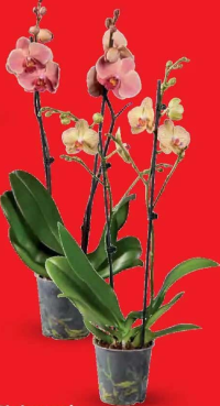 Phalaenopsis cu 2 tije florale 1 buc.