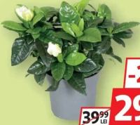 Gardenia 13cm