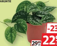 Iederă Argintie 12cm