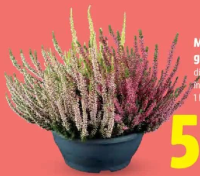 Mix Calluna în ghiveci 1 buc.