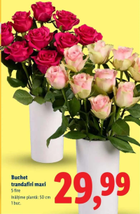 Buchet trandafiri maxi 5 fire 1 buc.