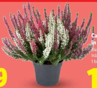 Calluna vulgaris în trei culori 1 buc.