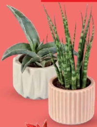 Plante suculente în ghiveci ceramic 1 buc.
