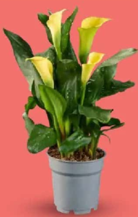 Calla 1 buc.