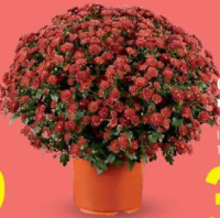 Crizantemă multifloră 1 buc.